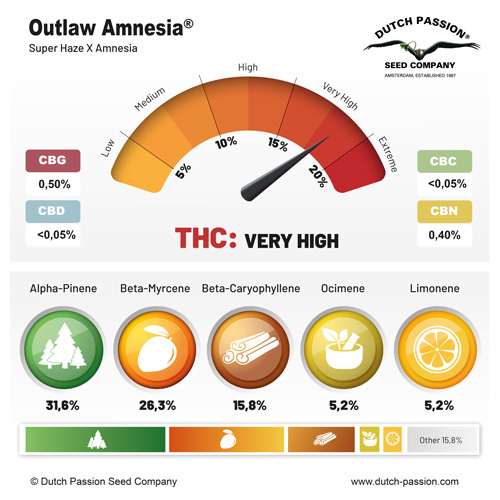 Outlaw Amnesia cannabinoids terpenes
